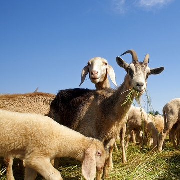 O pastor, a cabra e o cordeiro